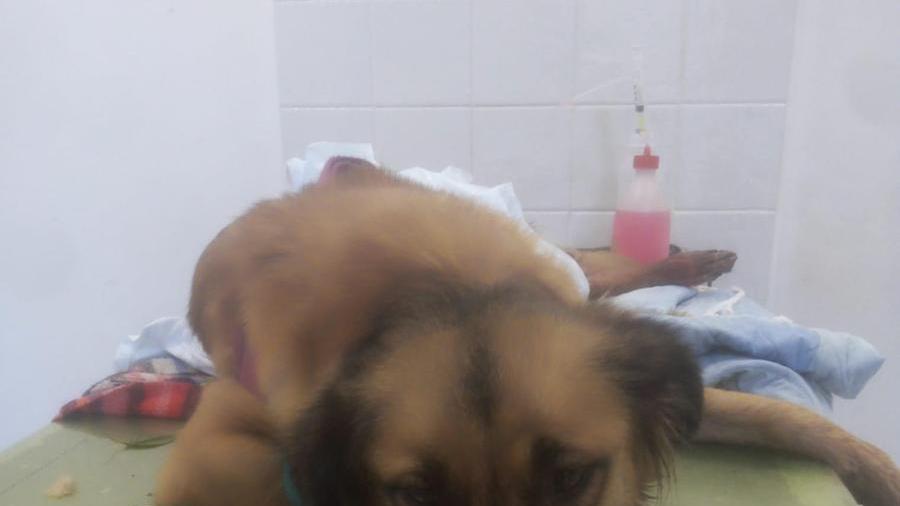Massa, cagnolina straziata dai cinghiali tra Caglieglia e Poggio Piastrone