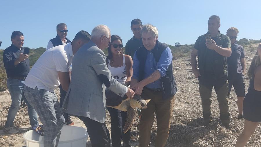 Caretta caretta liberata nelle acque del parco dell’Asinara