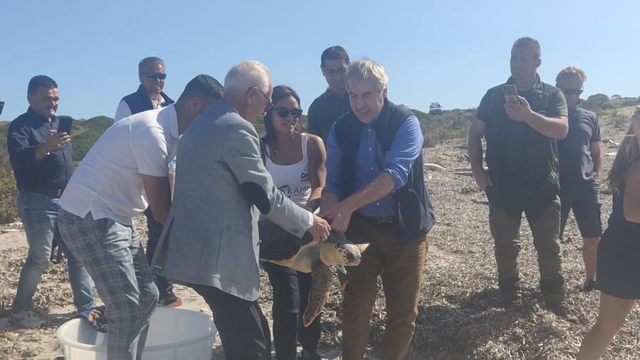Caretta caretta liberata nelle acque del parco dell’Asinara