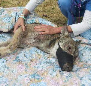 L’intervento eseguito dall’ospedale veterinario di Pisa 