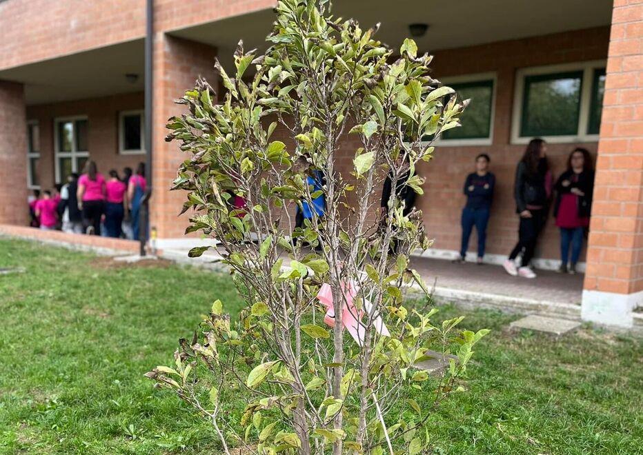 Maranello. Una magnolia per la piccola Noemi Fiorirà sotto la sua classe alle Galilei 