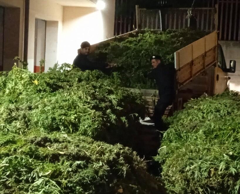 Marijuana nel terreno di famiglia, i carabinieri denunciano un 19enne di Siligo