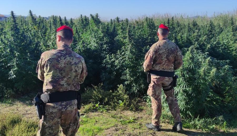 Scoperto un campo di marijuana a Mores, sequestrate 2600 piante