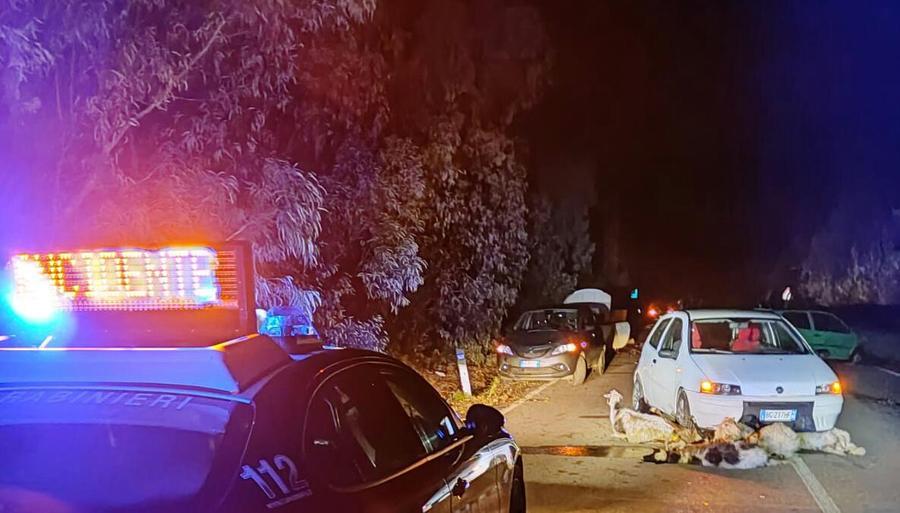Muravera, strage di pecore sulla statale 125