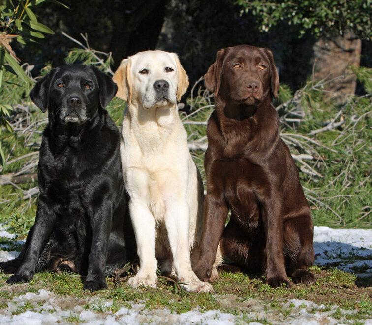 Nell’immagine, tre esemplari di labrador (foto d’archivio)