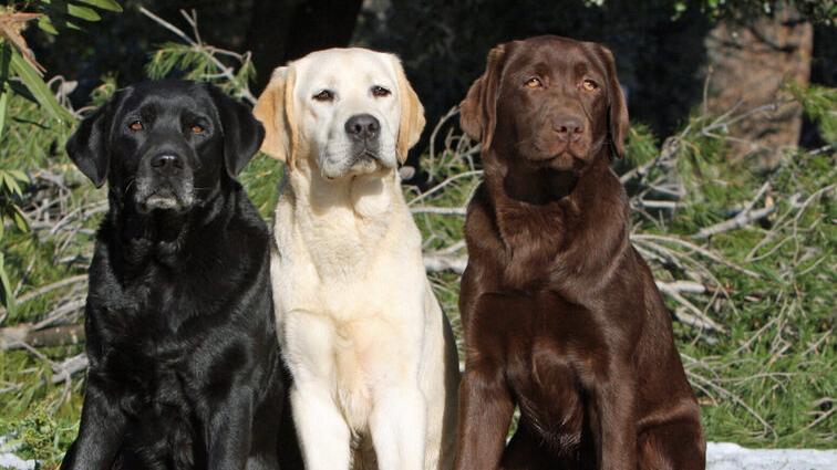 Nell’immagine, tre esemplari di labrador (foto d’archivio)