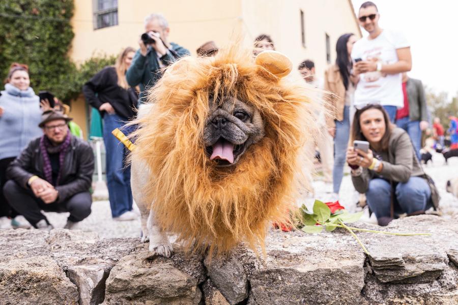 Ugopiadi, è qui la festa del carlino: oltre 100 protagonisti a 4 zampe. I nomi dei vincitori – Foto