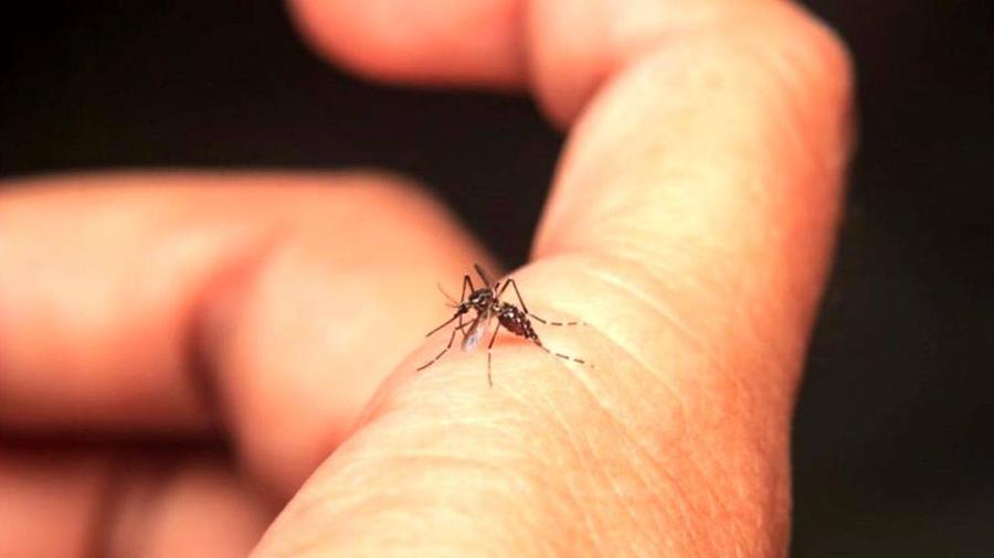 Un caso di febbre dengue a Pietrasanta