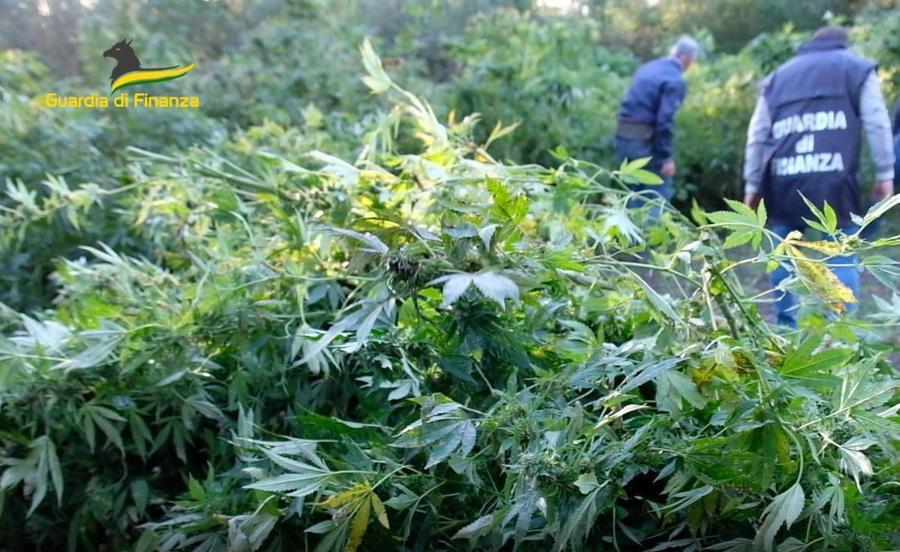 Marijuana: boom di sequestri in Toscana e sul mercato ci sono le mani del crimine. Dati e tabelle 