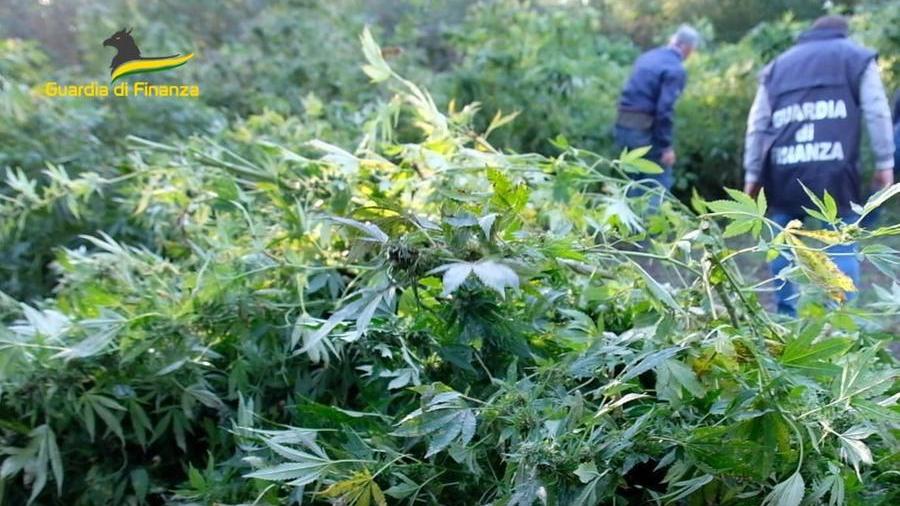 Marijuana: boom di sequestri in Toscana e sul mercato ci sono le mani del crimine. Dati e tabelle