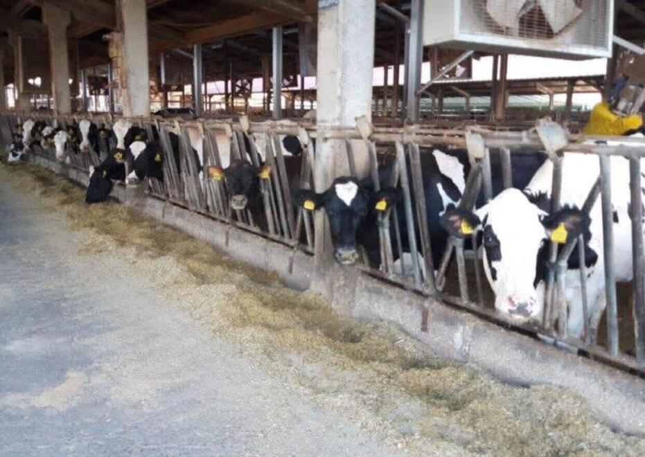 Pisa, l’azienda agricola “Le Rene” messa in vendita