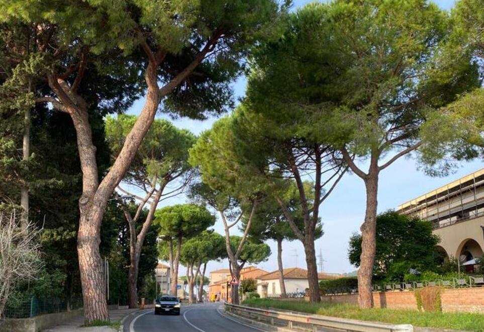 Alberi a rischio lungo la strada 398: è allarme dopo il crollo di un pino