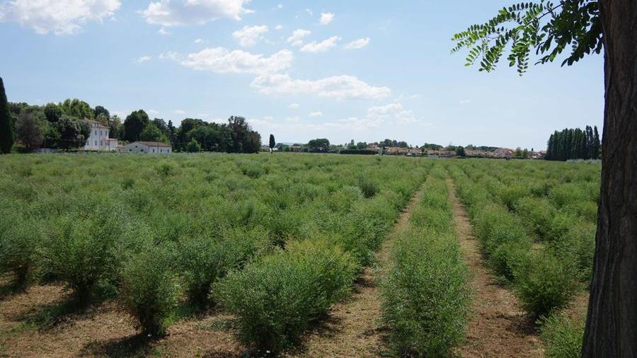 Rubati decine di migliaia di steli di eucalipto dai vivai della Versilia