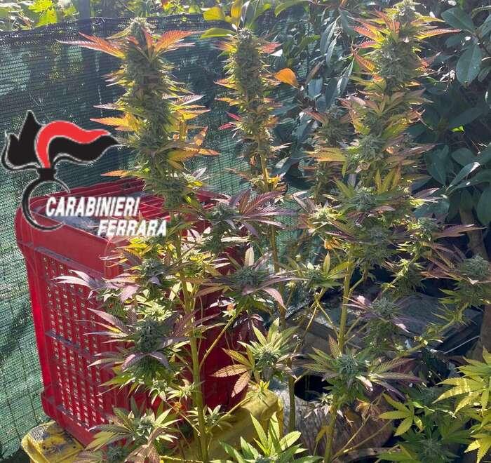 Bondeno, piantagione di marijuana nel cortile