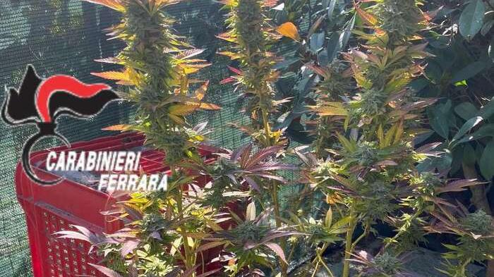 Bondeno, piantagione di marijuana nel cortile