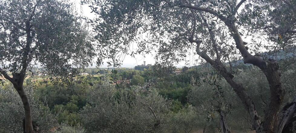 Calenzano: servono custodi per gli olivi