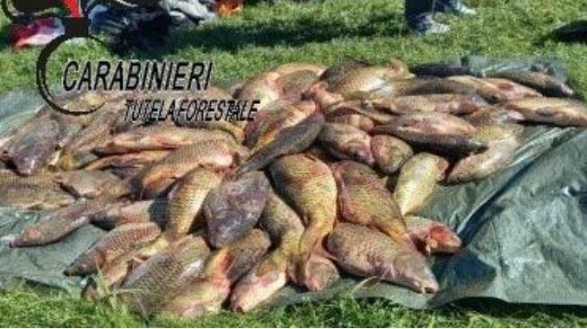 Bracconaggio: sequestrati fucili, reti, fagiani e trecento chili di pesce