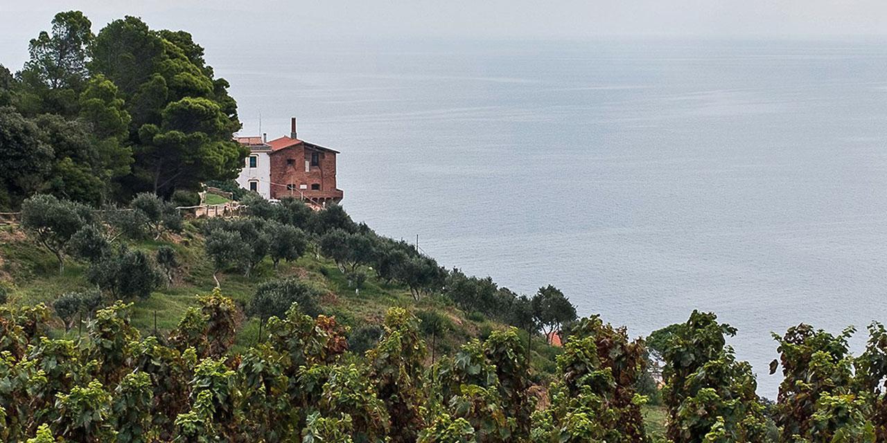 Bolgheri, dalla vendemmia al salasso: rincari su tutto e i prezzi del vino salgono