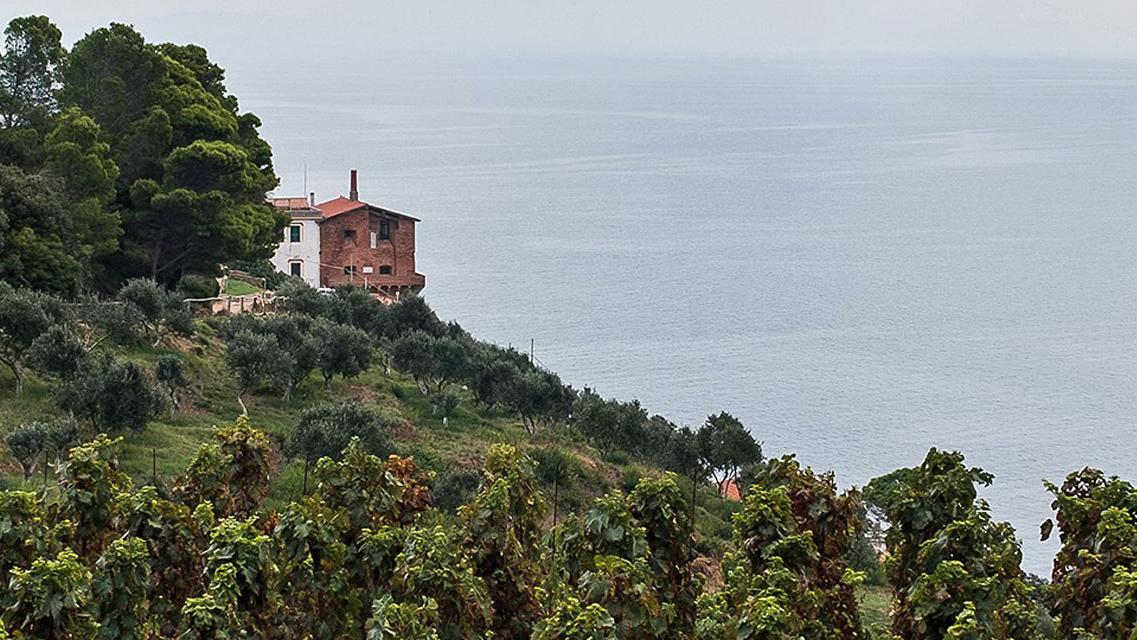 Bolgheri, dalla vendemmia al salasso: rincari su tutto e i prezzi del vino salgono