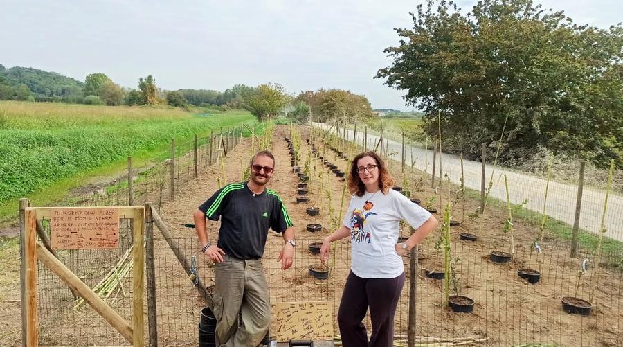 Si sposano e donano 100 alberi al loro paese, gli invitati li aiutano a piantarli