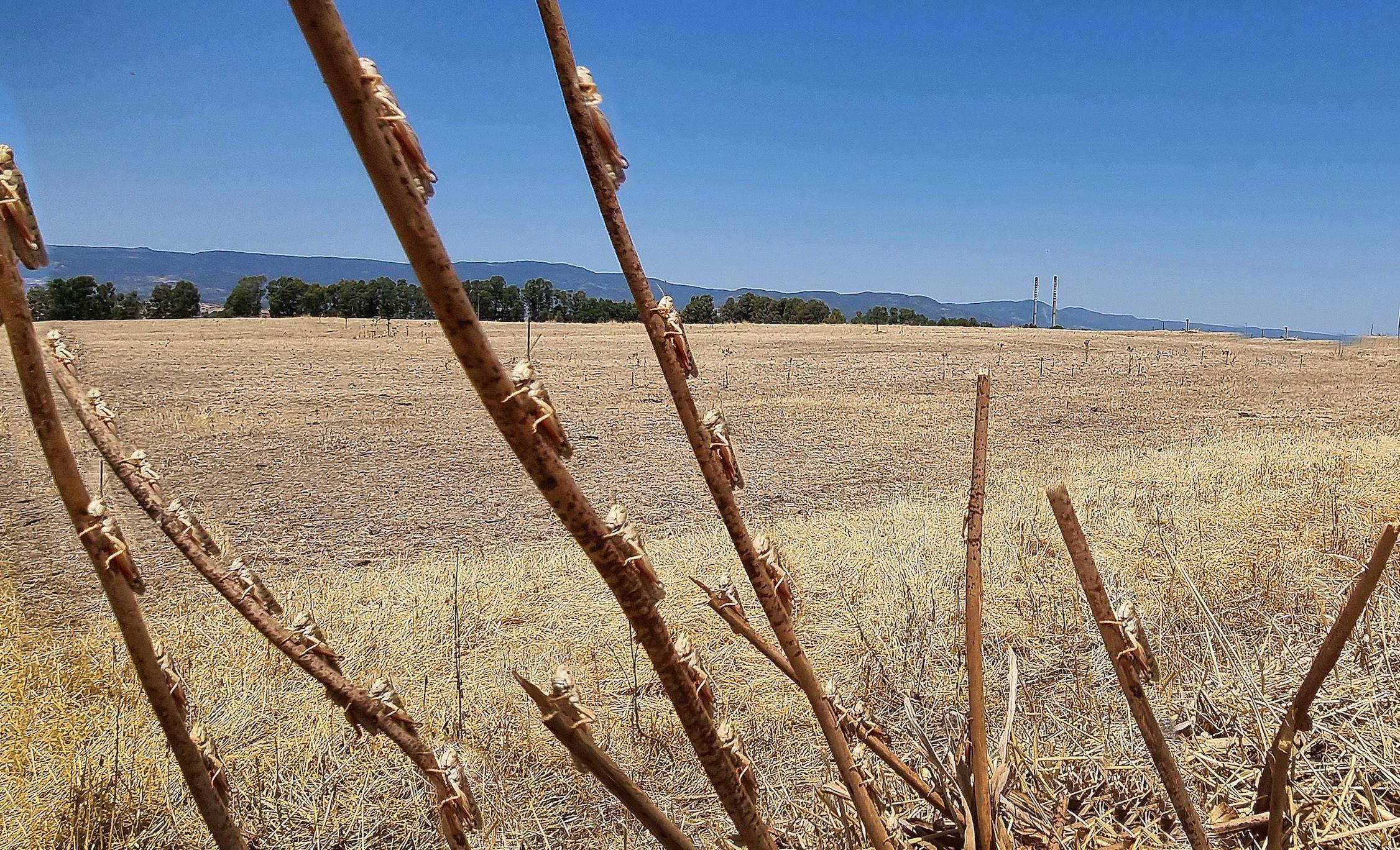 La lotta alle cavallette è “virtuale”: tutto fermo all’ordinanza regionale di agosto 