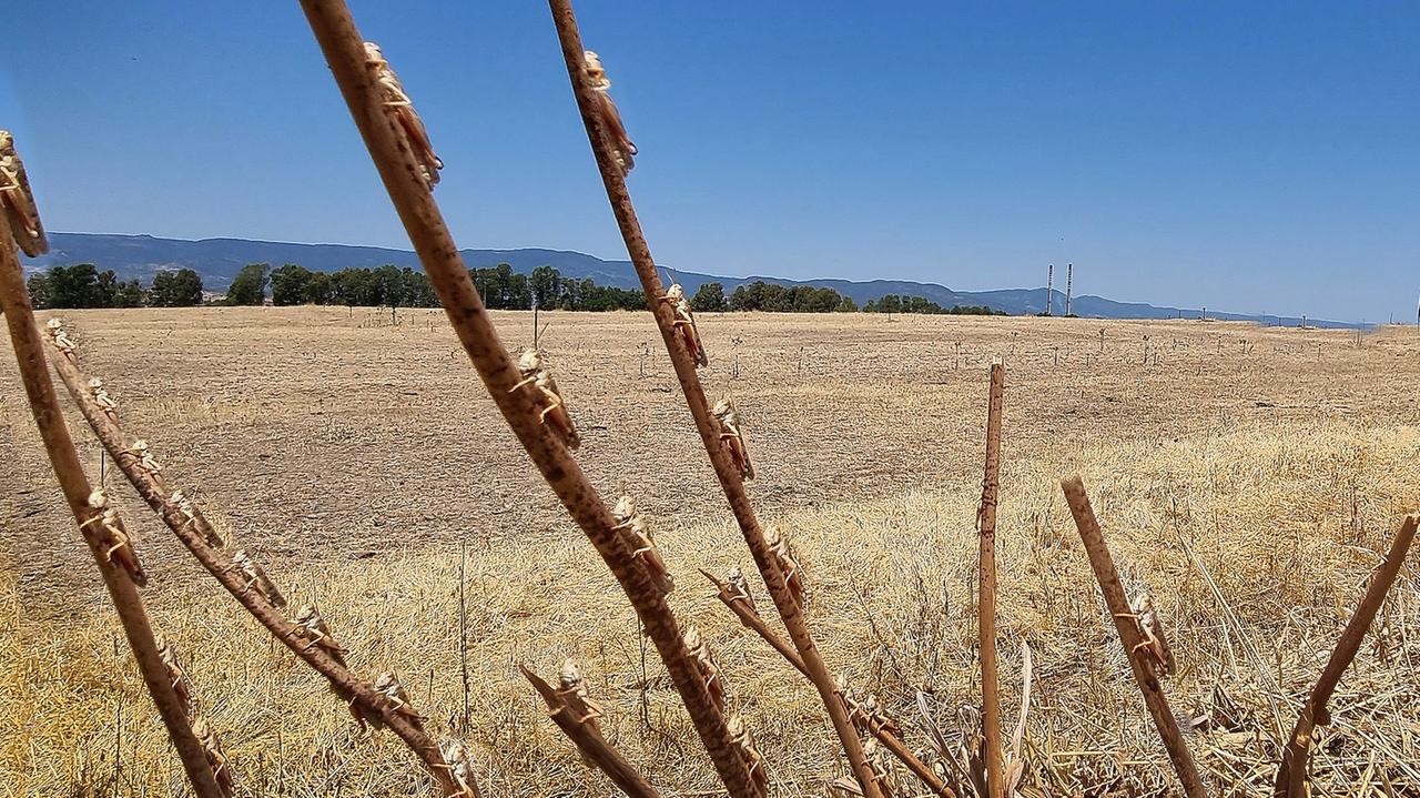La lotta alle cavallette è “virtuale”: tutto fermo all’ordinanza regionale di agosto