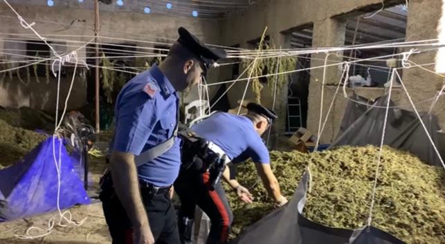 Telti, in un capannone trovata una tonnellata di marijuana: 6 arresti