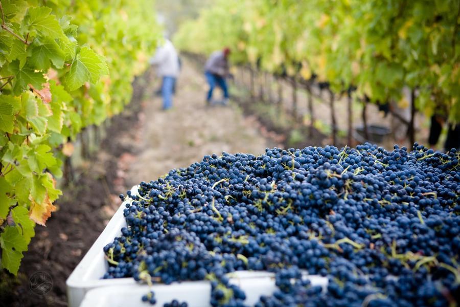 Vendemmia Chianti, più abbondante ma nel 2023 il prezzo salirà per il caro energia