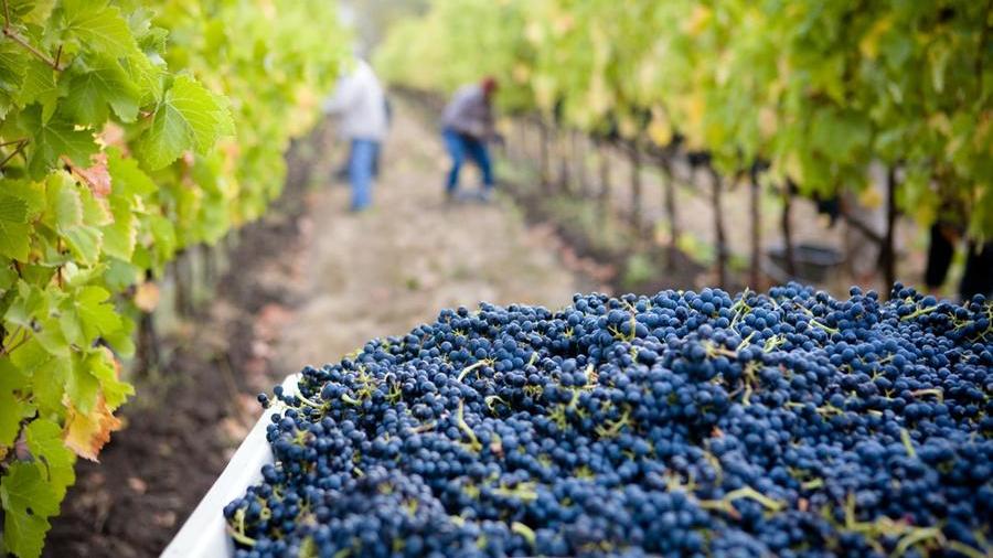 Vendemmia Chianti, più abbondante ma nel 2023 il prezzo salirà per il caro energia