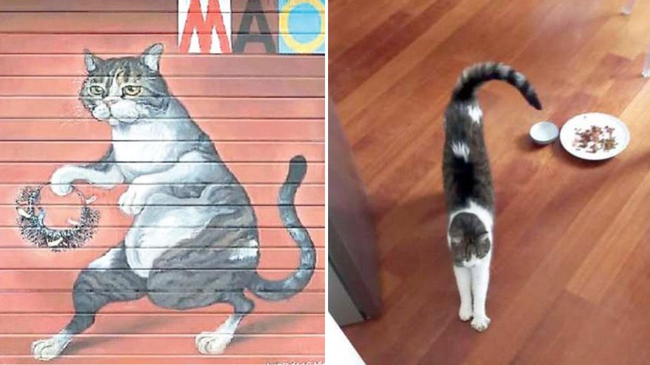 A sinistra il gatto Mao nell’opera di Nora Camarri che campeggia in via Garibaldi. Sulla saracinesca di un fondo sfitto. Qui accanto, Mao tornato a casa della coppia formata da Elena Bagagli e Andrea Chelli che vive in piazza della Palma