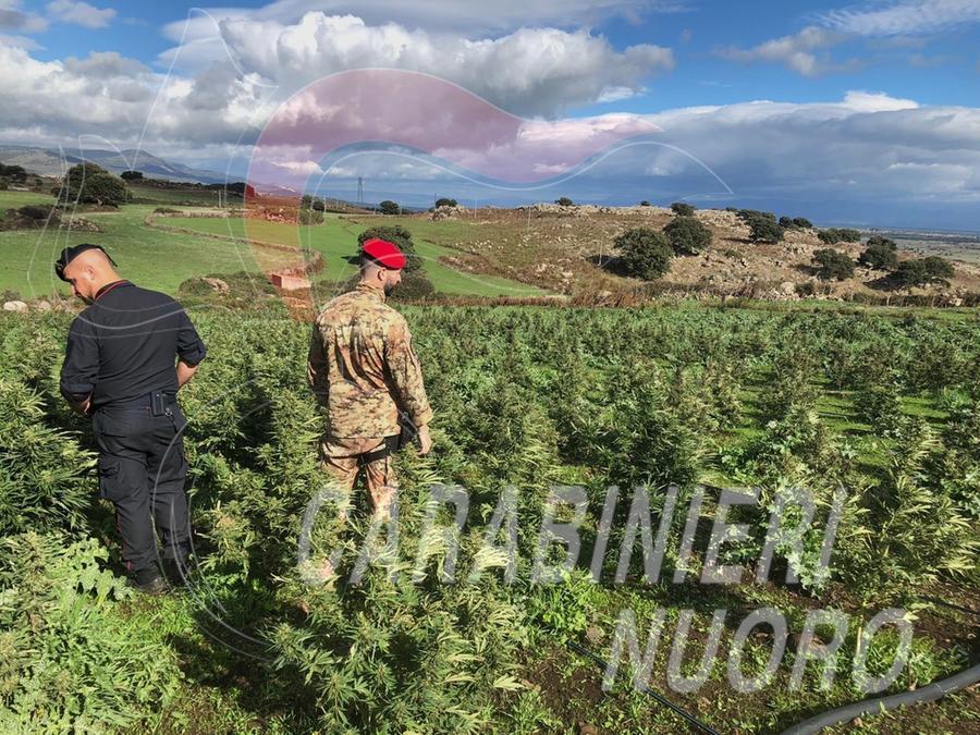 Macomer, 55enne arrestato per coltivazione di marijuana