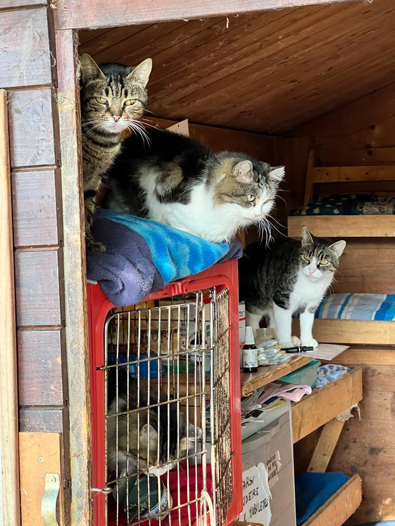 Scandiano, i gatti del Rifugio Megghy cercano nuovi volontari