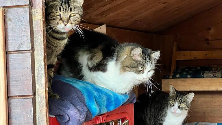 Scandiano, i gatti del Rifugio Megghy cercano nuovi volontari