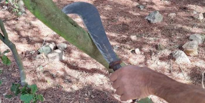Anziano a processo per avere cercato di portare via 14 tronchi dalla pineta di Ugolio