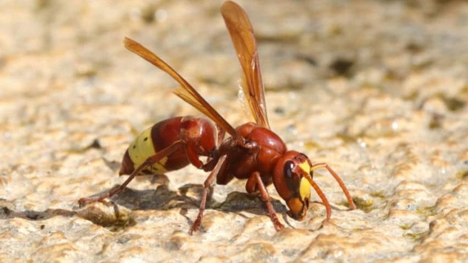 L’invasione delle vespe orientali