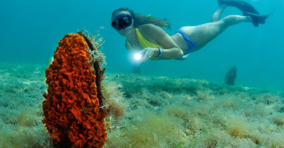 Lo studio del Dna di pesci e cetacei  migliorerà la salute del Mediterraneo