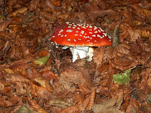 Occhio ai funghi: 44 persone intossicate finiscono in ospedale