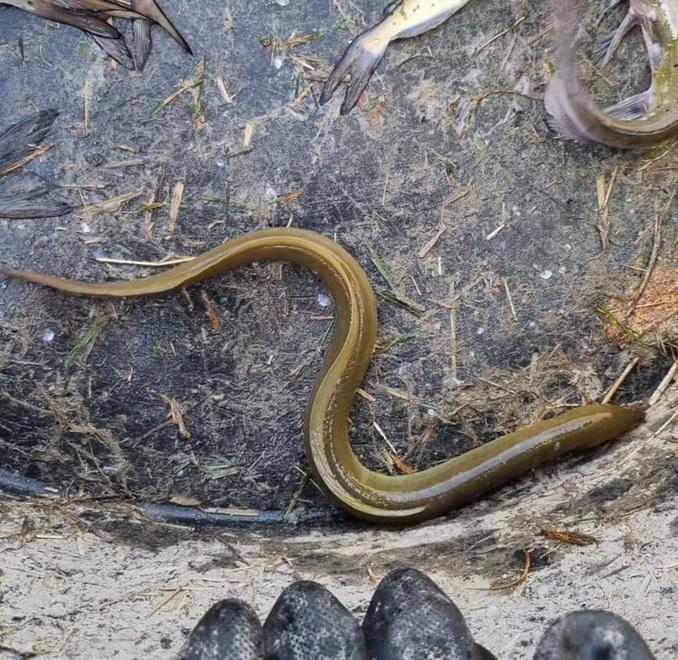 Salvati 15 quintali di pesce intrappolato nella vasca di Berra