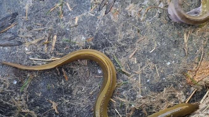 Salvati 15 quintali di pesce intrappolato nella vasca di Berra