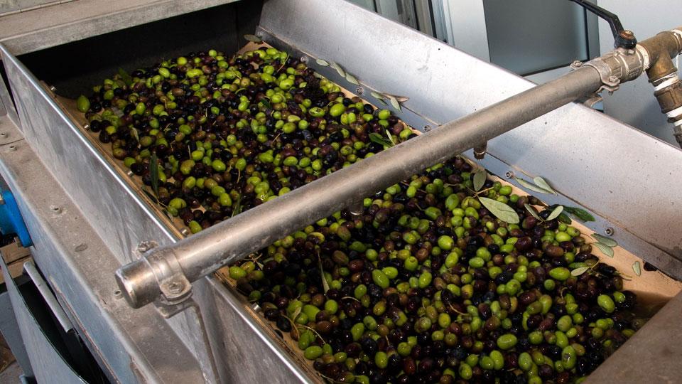 L’olio costerà di più rispetto al 2021 Aumentano i prezzi della frangitura