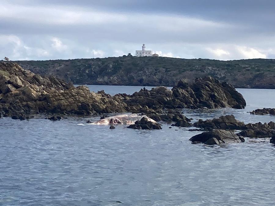 La carcassa di un grosso delfino rinvenuta nell’isola delle bisce