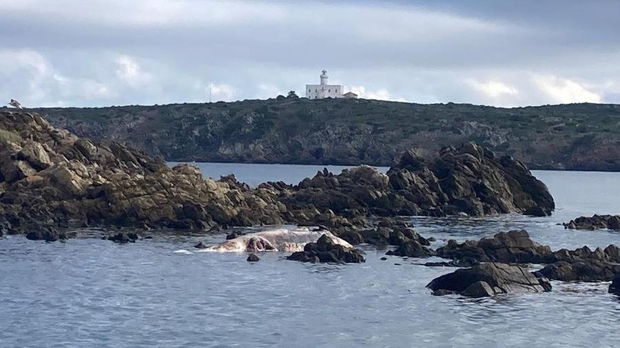 La carcassa di un grosso delfino rinvenuta nell’isola delle bisce