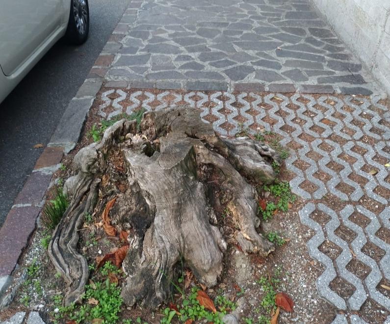Sassuolo. La città è meno verde Sono scomparsi 851 alberi 