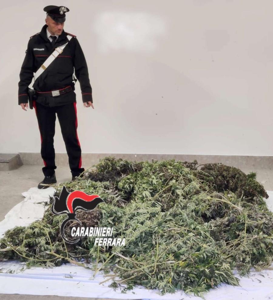 In golena coltivavano piantagione di marijuana
