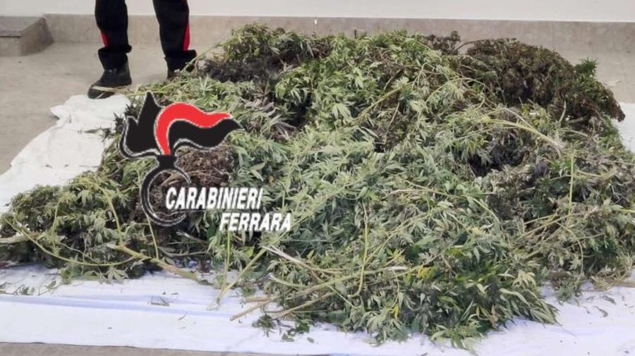 In golena coltivavano piantagione di marijuana