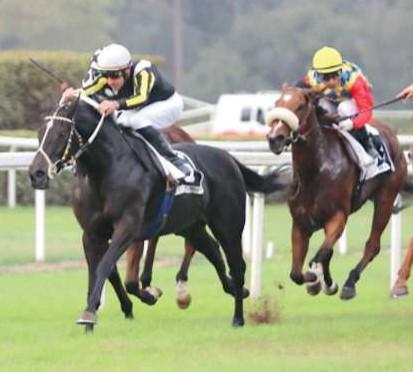 
	L&rsquo;arrivo del premio "Apertura" ieri all&rsquo;ippodromo di San Rossore

