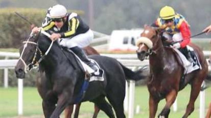 L’arrivo del premio "Apertura" ieri all’ippodromo di San Rossore