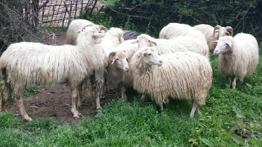 Lingua blu, torna l’incubo in Sardegna: 12mila capi coinvolti