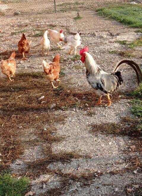 Si torna a parlare di Garibaldi, la tv sulle tracce del popolare gallo 