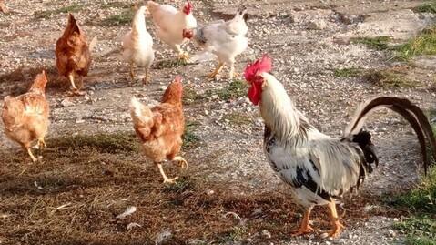 Si torna a parlare di Garibaldi, la tv sulle tracce del popolare gallo